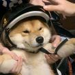 ͷ��