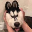 ͷ��