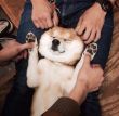 ͷ��