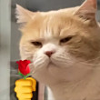 ͷ