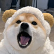 ͷ