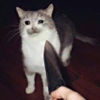 ͷ