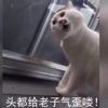 ͷ��