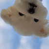 ͷ��