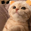 ͷ��