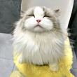 ͷ