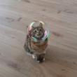 ͷ��