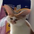 ͷ