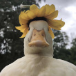 ͷ��