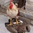 ͷ
