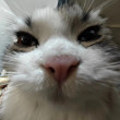 ͷ