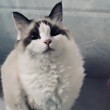 ͷ