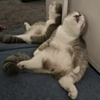 ͷ