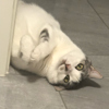 ͷ