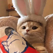 ͷ