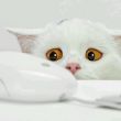 ͷ��