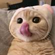 ͷ