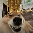 ͷ