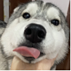 ͷ
