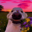 ͷ��