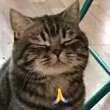 ͷ