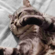 ͷ��