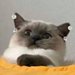 ͷ
