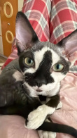 ͷ��