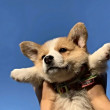 ͷ