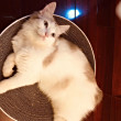 ͷ