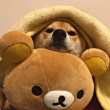 ͷ
