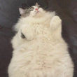ͷ��