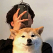 ͷ