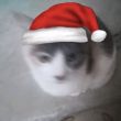 ͷ��