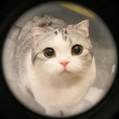 ͷ��