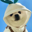 ͷ��