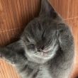 ͷ��
