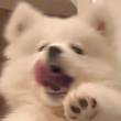 ͷ