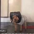 ͷ