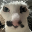ͷ��