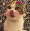 ͷ��