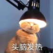ͷ