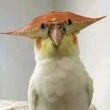ͷ��