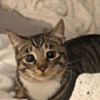 ͷ