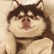 ͷ