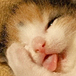 ͷ