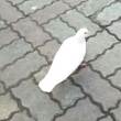 ͷ