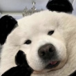 ͷ��
