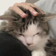 ͷ��