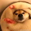 ͷ��